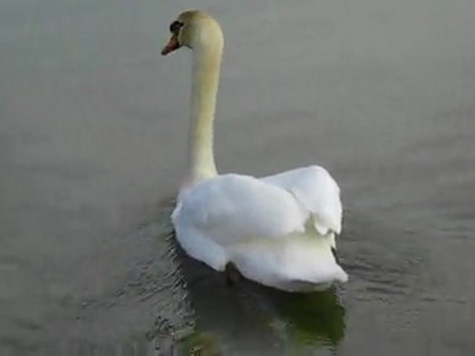 Cygne sur le lac du Bourget