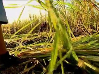 Mark Thomas on Coca Cola (Channel 4 Dispatches)