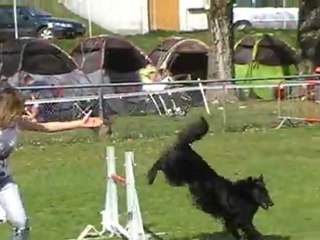 Agility Dole 2012 Jumping