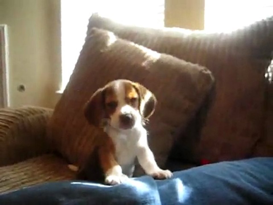 Un chiot beagle apprend à hurler