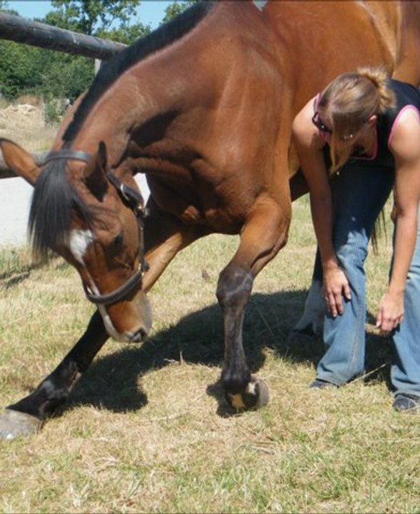 La Belle et la Bête