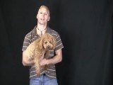 goldendoodle puppy dog growing up in seconds