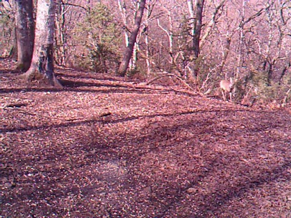 CHEVREUIL QUI CHARGE DES CORBEAUX