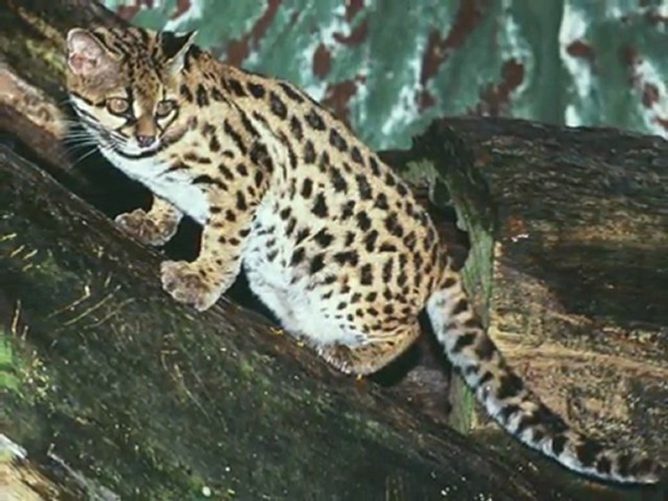 Dª Chica (Another Brick in the Wall) (versão Paulista) - Eu Mesmo