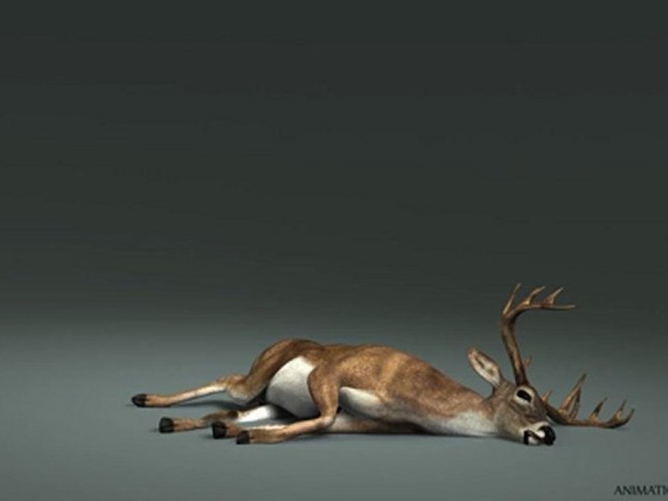 Deer Buck Animation (Death)