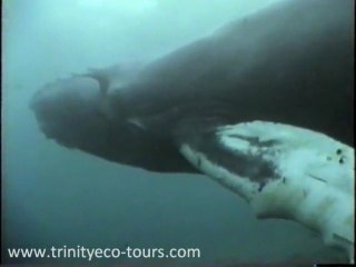 Trinity Eco-Tours Video