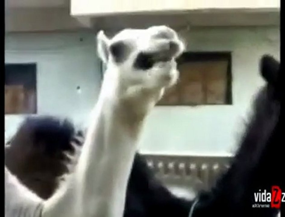 Gıdıklanan deve www.kumanda.org