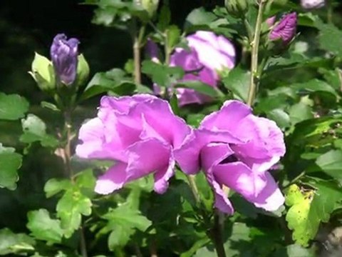 Flowers & Insects: A Love affair