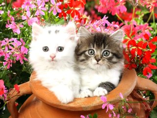 Kedilerin Gece Görüşü