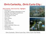 Orris Curiocity , Orris Curio city