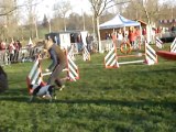 Concours agility Auch