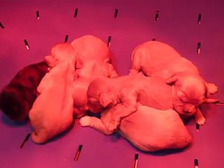 P1060500 PORTEE NEE LE 19 MARS 2012