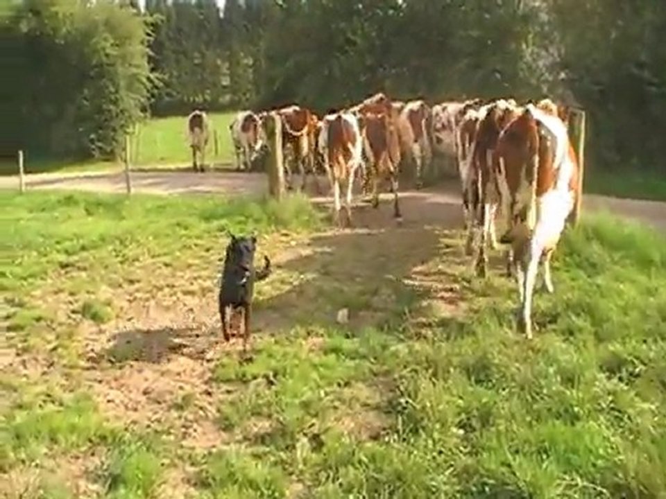 Les Beaucerons de l'Orée des Sapins