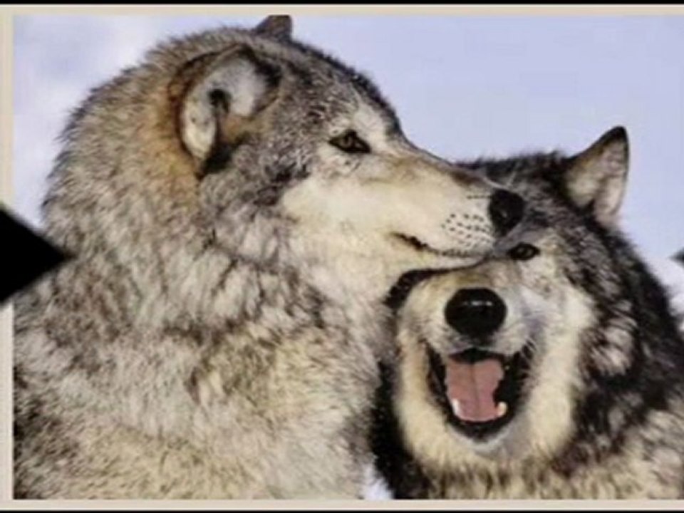 Susan Schubert - Komm an Bord meiner Liebe