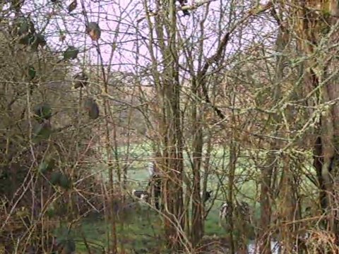 Vénerie du lièvre dans la Mayenne : l'appel des chiens