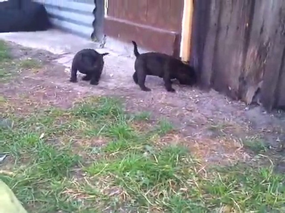 CHIOTS YOUMI X ARKO - 1 MOIS