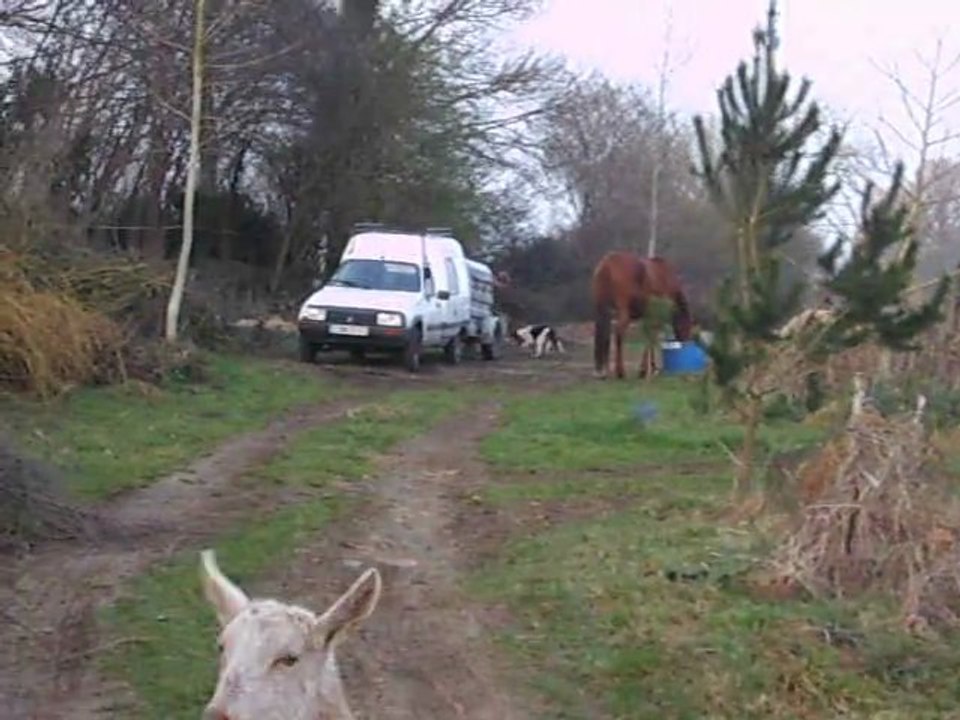 Le chargement des chiens dans la remorque pour une journée de courre du lièvre dans la Mayenne