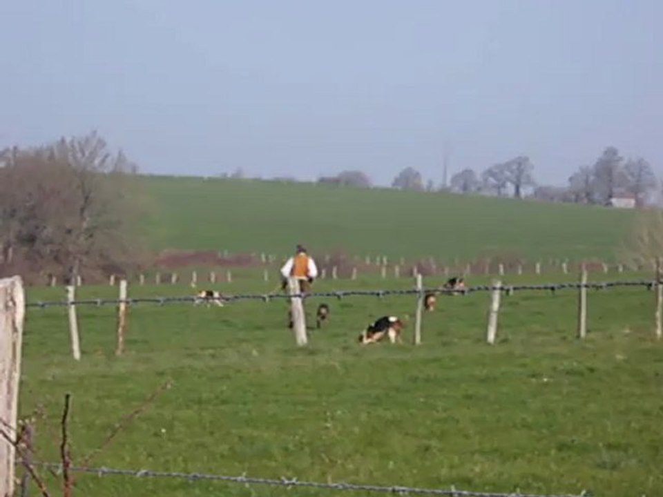 Vénerie du lièvre en Mayenne : une remise à la voie