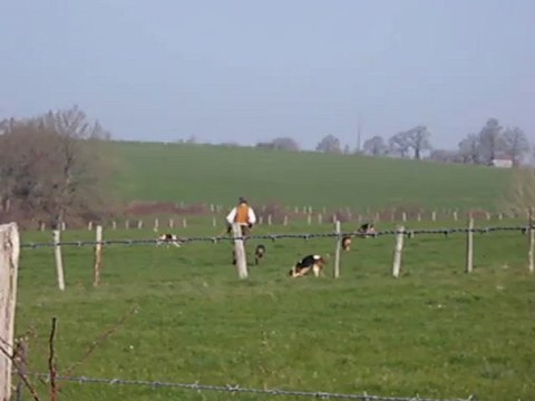 Vénerie du lièvre en Mayenne : une remise à la voie