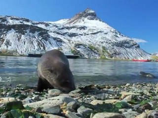 Baby Fur Seals