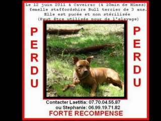 CHIENS PERDUS ET VOLES DANS LE GARD. 2011.2012._0001
