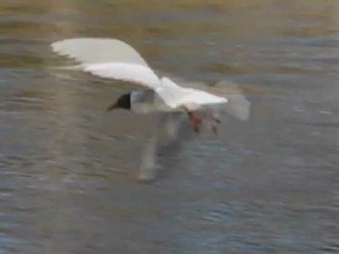 Gwda i jej mieszkańcy