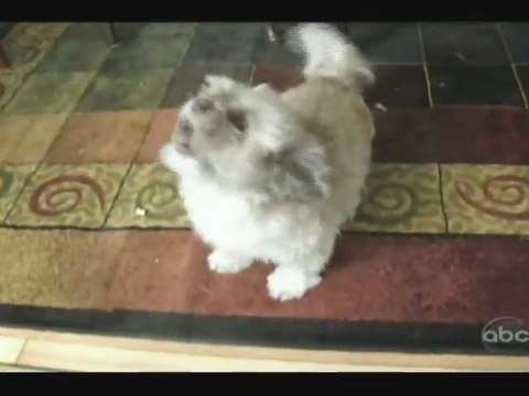 Chien problème de voix ? (ABC)