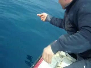 Film çeşme karareis mercan avı