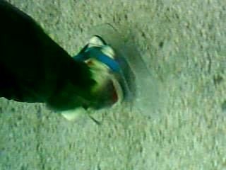 Chaussures qui sautent