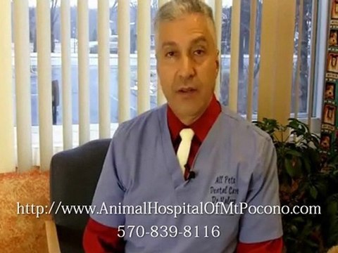 Itchy Pets – Itch Relief for Dogs and Cats in Mt. Pocono