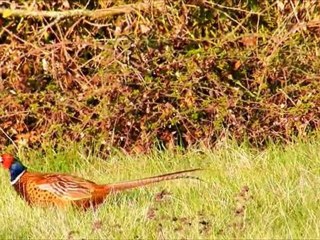 Un petit matin de printemps