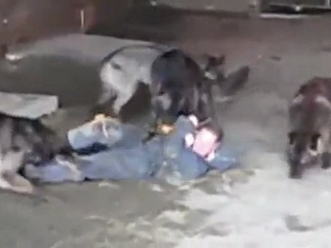 La façon la plus dangereuse pour nourrir des loups ?