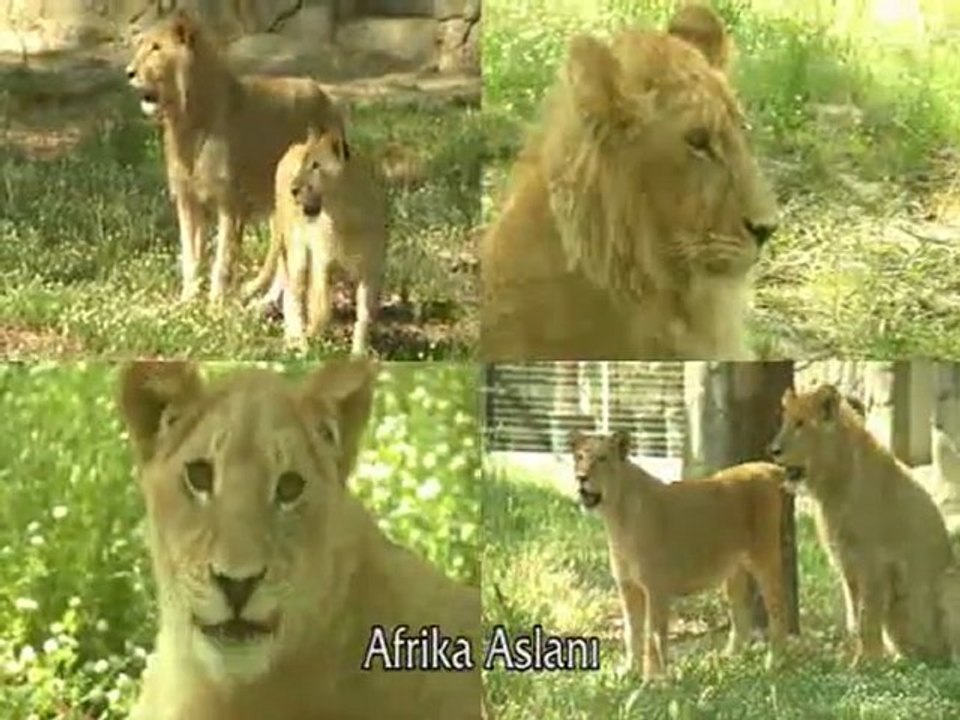 Doğal Yaşam Parkı Tanıtım Videosu www.belgeselizle.org