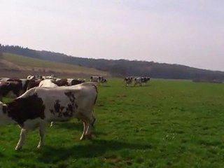 les vaches à la pâture
