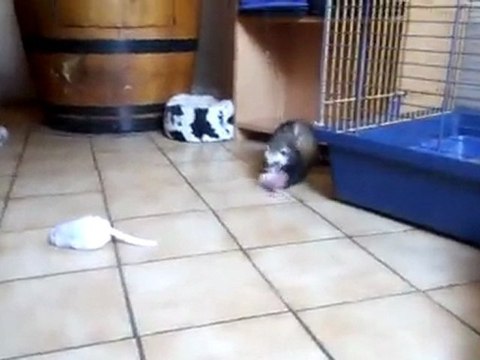 ganja furet à adopter chez furet et compagnie