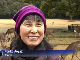 Sacred deer woo tourists in ancient Japan town
