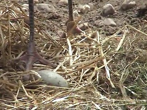 Natural incubation off the Siberian Crane by Harry Geurts Europeancranefoundation- c2012 Belgium