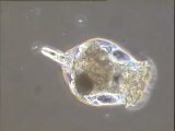 Examen de daphnies, rotifères parasites et larves d'insectes à la binoculaire