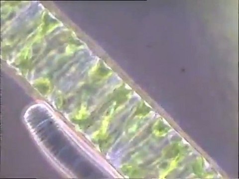 Examen d'un prélèvement de surface de la rivière Orge, à fort grossissement : observation d'une algue bleue Spirogyre, de la flore et de la faune associée