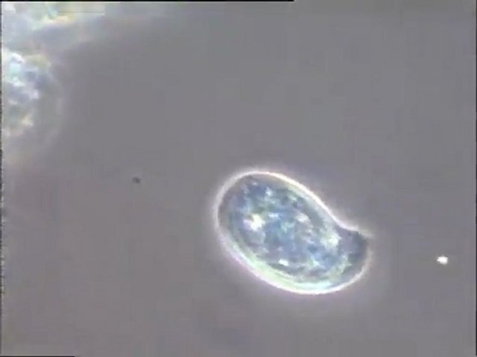 Examen de boues activées à filaments du S5