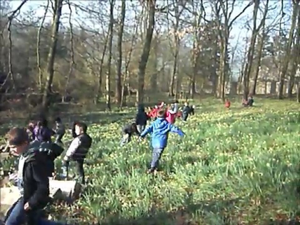 La cueillette des jonquilles