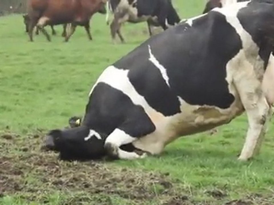 vaches-heureuses
