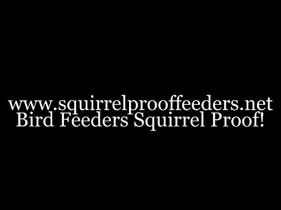 Squirrel Proof Feeders Guaranteed To Defeat Those Determined Bird Seed Raiders!