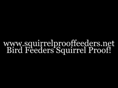 Squirrel Proof Feeders Guaranteed To Defeat Those Determined Bird Seed Raiders!