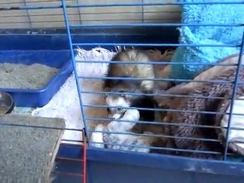 ganja furette à adopter chez furet et compagnie