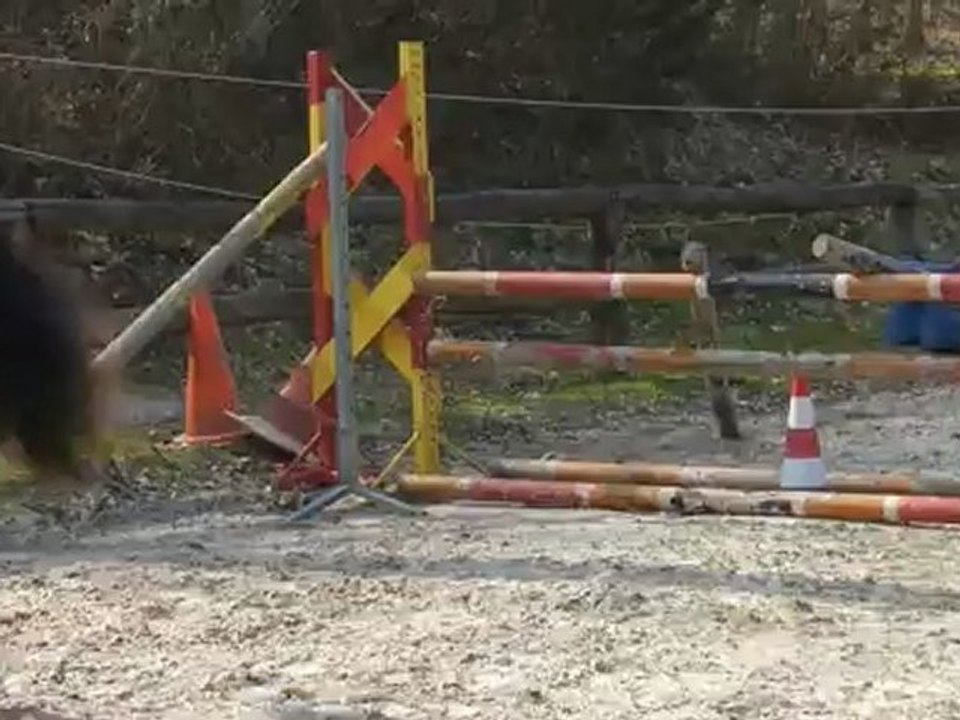 AKARI DES GENETS CONNEMARA 2 ANS