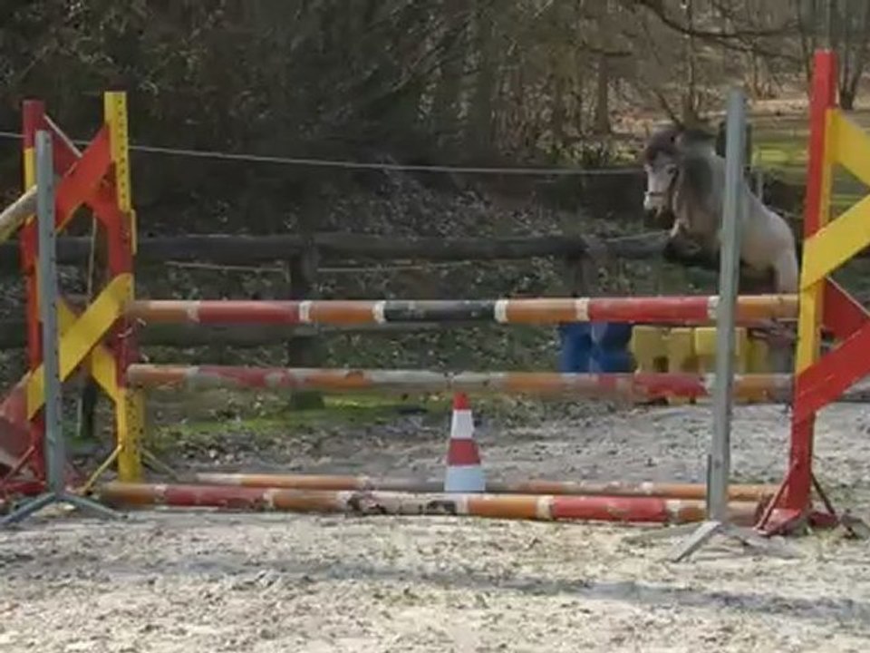 AKARI DES GENETS CONNEMARA 2 ANS /1
