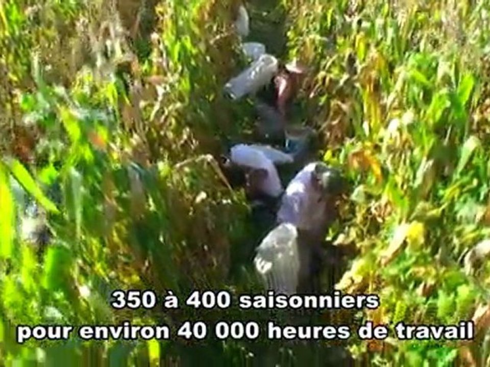 Haricot Tarbais : récolte dans le respect de la tradition