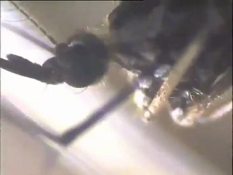 Examen de moustique vivant à la binoculaire et au microscope