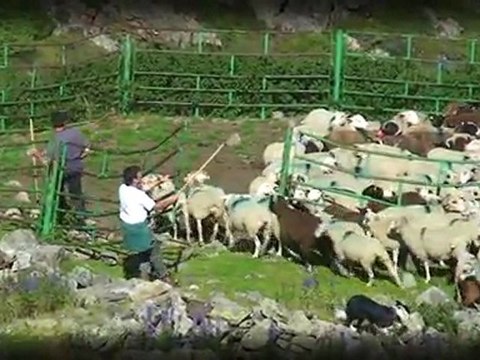 Eleveur de brebis en Val d'Azun, Pyrénées